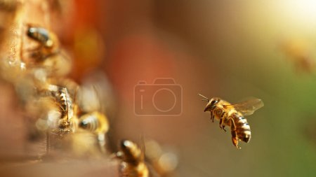 Photo for Flying honey bees into beehive. Gathering pollen on meadow. Macro shot, low depth of focus. - Royalty Free Image