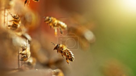 Fliegende Honigbienen in Bienenstöcke. Pollensammlung auf der Wiese. Makroaufnahme, geringe Schärfentiefe.