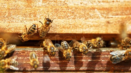 Téléchargez les photos : Des abeilles volantes dans une ruche. Rassembler du pollen sur la prairie. Macro shot, faible profondeur de mise au point. - en image libre de droit