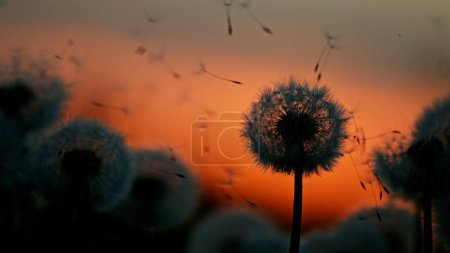 Téléchargez les photos : Pissenlit au coucher du soleil avec graines volantes. Belle lumière douce du soir. - en image libre de droit