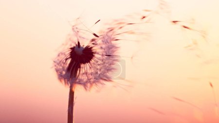 Téléchargez les photos : Pissenlit au coucher du soleil avec graines volantes. Belle lumière douce du soir. - en image libre de droit