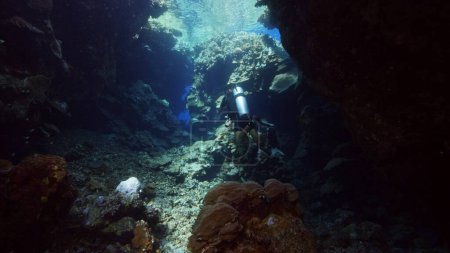 Téléchargez les photos : Un plongeur explore la grotte. Vie sous-marine avec coraux, Mer Rouge, Egypte. - en image libre de droit