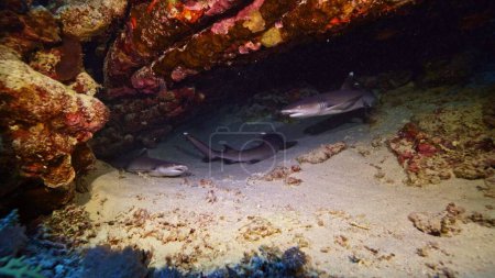 Foto de Grupo de tres bebés tiburones bajo el acantilado, Mar Rojo, Egipto. - Imagen libre de derechos