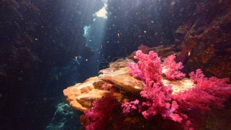Foto de Un buzo explorando la cueva. Vida submarina con corales, Mar Rojo, Egipto. - Imagen libre de derechos