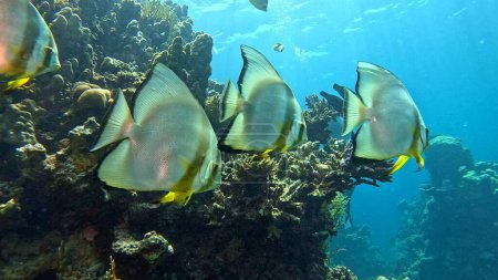 Foto de Beautifiul vista submarina con arrecifes de coral tropical y bandada de peces murciélago. Mar Rojo, Egipto. - Imagen libre de derechos