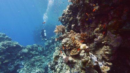 Foto de Un buceador explorando el fondo marino. Vida submarina con corales, Mar Rojo, Egipto. - Imagen libre de derechos