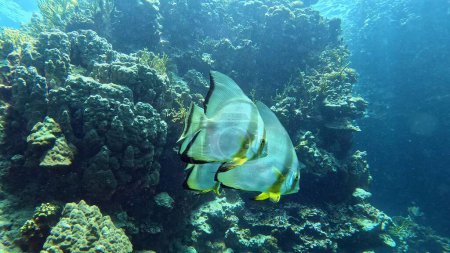 Foto de Beautifiul vista submarina con arrecifes de coral tropical y bandada de peces murciélago. Mar Rojo, Egipto. - Imagen libre de derechos