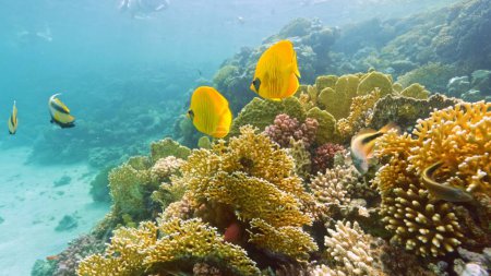 Foto de Beautifiul vista submarina con arrecifes de coral tropical y bandada de peces. Mar Rojo, Egipto. - Imagen libre de derechos