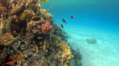 Photo for Beautifiul underwater view with tropical coral reefs and flock of fish. Red sea, Egypt. - Royalty Free Image