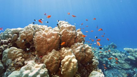 Téléchargez les photos : Beautifiul vue sous-marine avec récifs coralliens tropicaux et troupeau de poissons. Mer Rouge, Égypte. - en image libre de droit