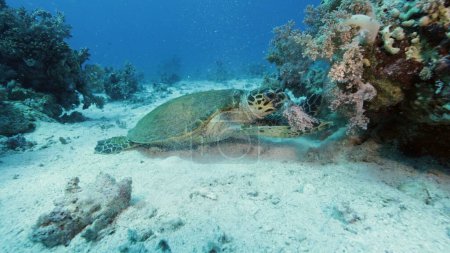 Foto de Tortuga marina verde comiendo corales blandos en el fondo del mar, Mar Rojo, Egipto. Este es un comportamiento simbiótico especial entre la tortuga y el pez limpiador.. - Imagen libre de derechos