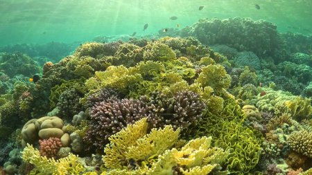 Foto de Beautifiul vista submarina con arrecifes de coral tropical y bandada de peces. Mar Rojo, Egipto. - Imagen libre de derechos