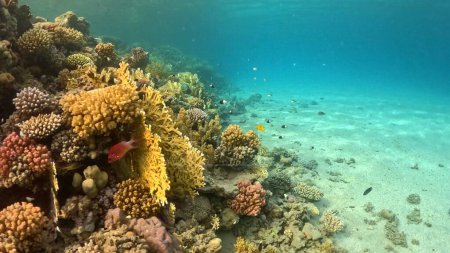Téléchargez les photos : Beautifiul vue sous-marine avec récifs coralliens tropicaux et troupeau de poissons. Mer Rouge, Égypte. - en image libre de droit