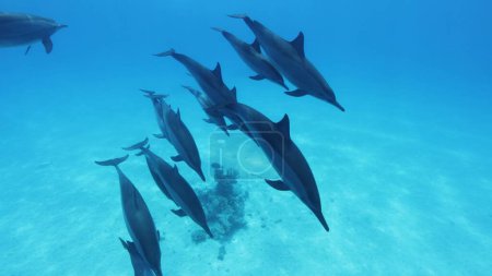Foto de Una bandada de delfines hilanderos, Stenella longirostris, sur del Mar Rojo, Egipto. Vida marina submarina. - Imagen libre de derechos