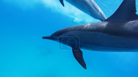 A flock of spinner dolphins, Stenella longirostris, southern Red Sea, Egypt. Underwater marine life.