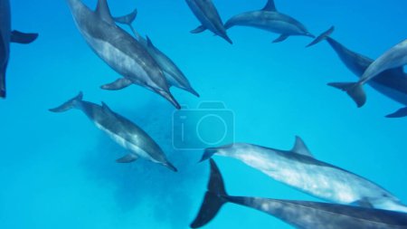 Téléchargez les photos : Un troupeau de dauphins fileurs, Stenella longirostris, sud de la mer Rouge, Égypte. Vie sous-marine. - en image libre de droit