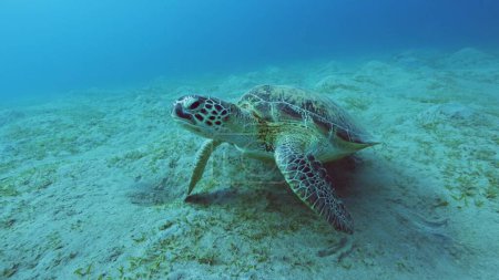 Téléchargez les photos : Tortue marine verte au fond de la mer, Mer Rouge, Égypte. Ceci est un comportement symbiotique spécial entre la tortue et le poisson de nettoyage. - en image libre de droit
