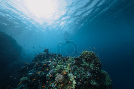 Téléchargez les photos : Plongeur libre nageant dans la profondeur avec des coraux. Jeune homme pratiquant l'apnée. - en image libre de droit