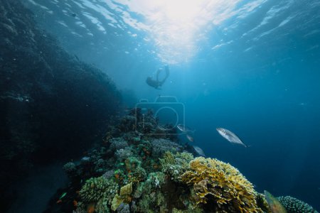 Téléchargez les photos : Plongeur libre nageant dans la profondeur avec des coraux. Jeune homme pratiquant l'apnée. - en image libre de droit