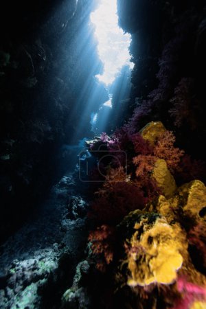 Photo for Beautiful colored coral reefs and cave in Egypt. Vertical orientation. - Royalty Free Image