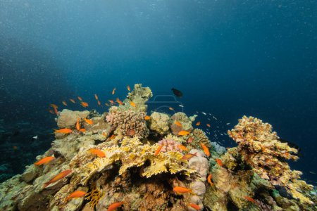 Foto de Hermoso arrecife de coral tropical con cardúmenes o peces de coral de colores. Mar Rojo, Egipto. - Imagen libre de derechos