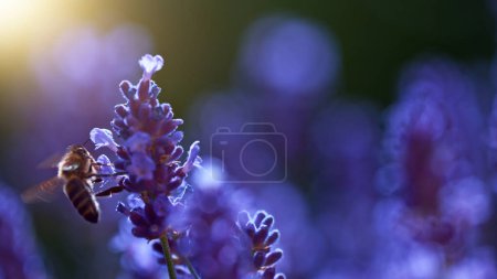 Photo for Macro shot of bee gathering pollen from lavender. Beautiful detail in sunset light. - Royalty Free Image