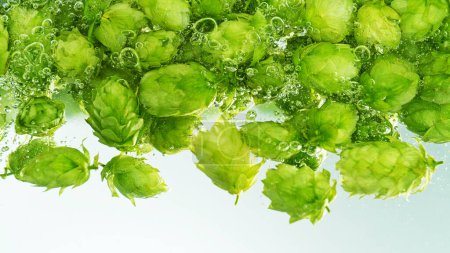 Photo for Green fresh hop cones in water for making beer, closeup. Concept of boiling beer, agricultural background. Isolated on green background. - Royalty Free Image