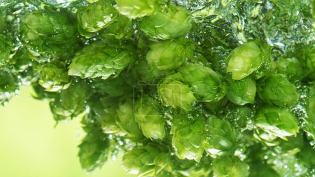 Téléchargez les photos : Green fresh hop cones in water for making beer, closeup. Concept of boiling beer, agricultural background. Isolated on green background. - en image libre de droit