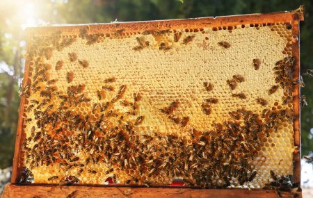 Téléchargez les photos : Abeilles domestiques en nid d'abeille dans le rucher à la fin de l'été. Cellules hexagonales pour rucher et apiculture concept arrière-plan - en image libre de droit