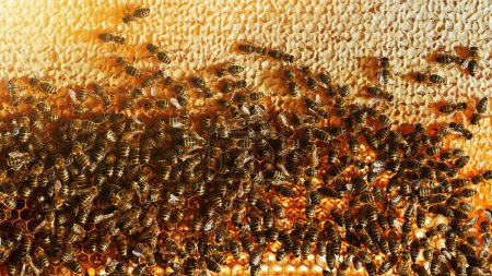 Foto de Primer plano de las abejas melíferas en panal de cera con celdas hexagonales para el fondo de concepto apícola y apícola - Imagen libre de derechos