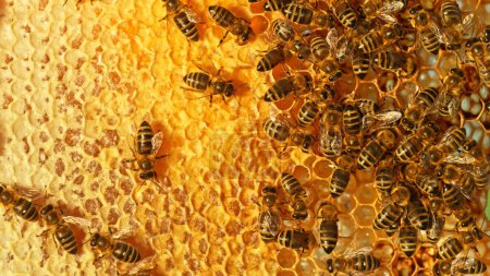 Foto de Primer plano de las abejas melíferas en panal de cera con celdas hexagonales para el fondo de concepto apícola y apícola - Imagen libre de derechos