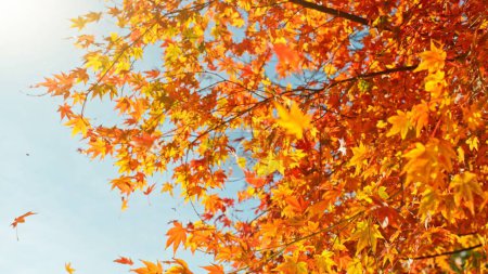 Foto de Hojas de otoño rojas y anaranjadas en las ramas sobre el fondo del cielo turquesa. Enfoque muy superficial. Colorido follaje en el bosque de otoño. Excelente fondo sobre el tema de otoño. - Imagen libre de derechos