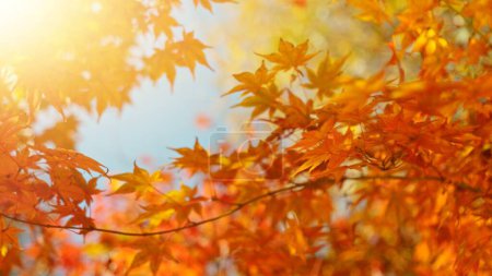 Photo for Red and orange autumn leaves on the branches against the background of the turquoise sky. Very shallow focus. Colorful foliage in the autumn forest. Excellent background on autumn theme. - Royalty Free Image