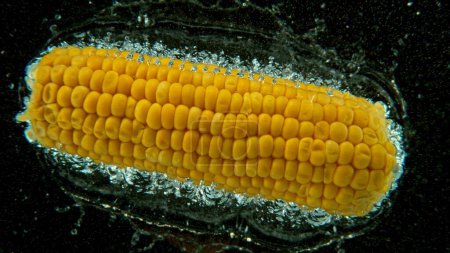Foto de Caída de mazorca de maíz entero en el agua. Con burbujas de aire y salpicaduras aisladas sobre fondo negro. - Imagen libre de derechos