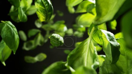 Foto de Freeze Motion of Flying Fresh Basil Leaves (en inglés). Resumen Fondo culinario. - Imagen libre de derechos