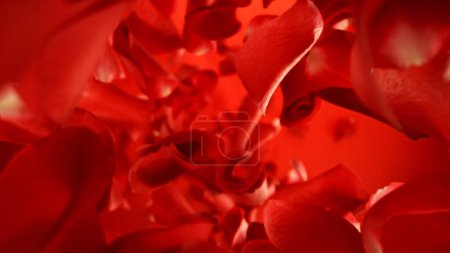 Photo for Falling Red Rose Petals, Isolated on Colored Background. Abstract Flower Background, Beauty Concept. Freeze Motion of Flying Petals. Studio Shot. - Royalty Free Image