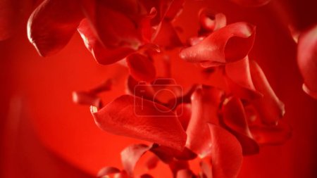 Téléchargez les photos : Pétales de roses rouges tombantes, isolées sur fond coloré. Fond abstrait de fleur, concept de beauté. Geler le mouvement des pétales volants. Studio Shot. - en image libre de droit