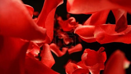 Téléchargez les photos : Pétales de roses rouges tombantes, isolées sur fond noir. Fond abstrait de fleur, concept de beauté. Geler le mouvement des pétales volants. Studio Shot. - en image libre de droit
