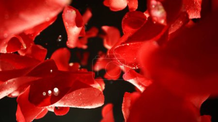 Photo for Falling Red Rose Petals, Isolated on Black Background. Abstract Flower Background, Beauty Concept. Freeze Motion of Flying Petals. Studio Shot. - Royalty Free Image