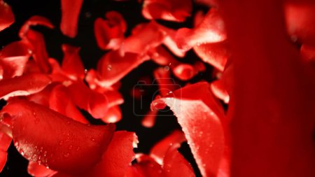 Téléchargez les photos : Pétales de roses rouges tombantes, isolées sur fond noir. Fond abstrait de fleur, concept de beauté. Geler le mouvement des pétales volants. Studio Shot. - en image libre de droit