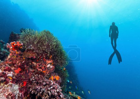 Silhouette of free diver exploring coral reef. Underwater sport and leasure activities.