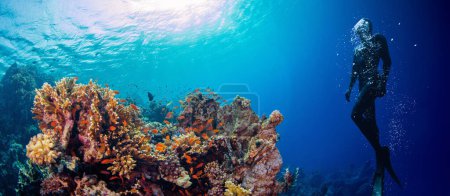 Téléchargez les photos : Silhouette de plongeur libre explorant le récif corallien. Activités sportives et récréatives sous-marines. - en image libre de droit