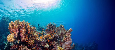 Unterwasseraufnahme eines lebendigen Korallenriffs mit wunderschöner Fauna und Flora. Breiter panoramischer Ozeanhintergrund.