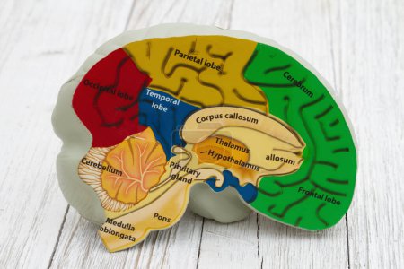 Modell Gehirn mit Anatomie auf verwittertem Holz