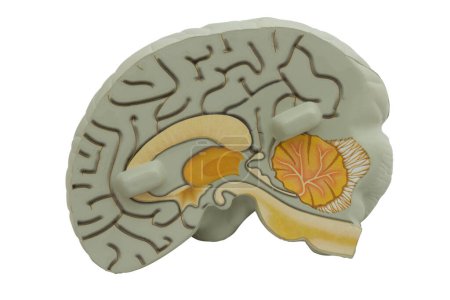 Modèle cerveau avec anatomie isolé sur blanc