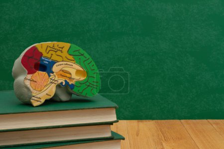 Model brain with anatomy on books with a chalkboard