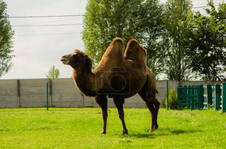 Camel in zoo. Wild animal under protection. Camel with two humps lying on grass. Wild animal in zoo