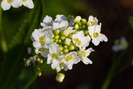 Close-up view of blooming horseradish growing in the garden. Armoracia rusticana is a perennial vegetable plant.