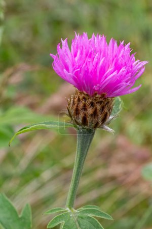 Close-up a flowering Centaurea phrygia or wig knapweed in the meadow. Shallow depth of field.