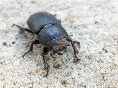 Top view of a beetle known as Dorcus parallelipipedus sitting on sand.